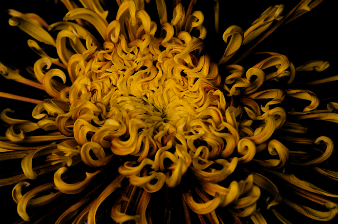 菊（Chrysanthemum）