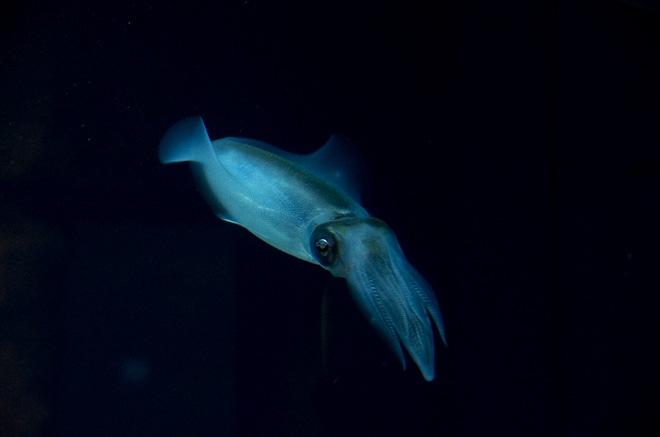 イカ（Cuttlefish）