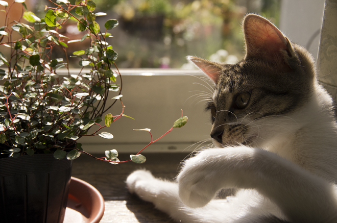 園芸猫（Gardening cat）