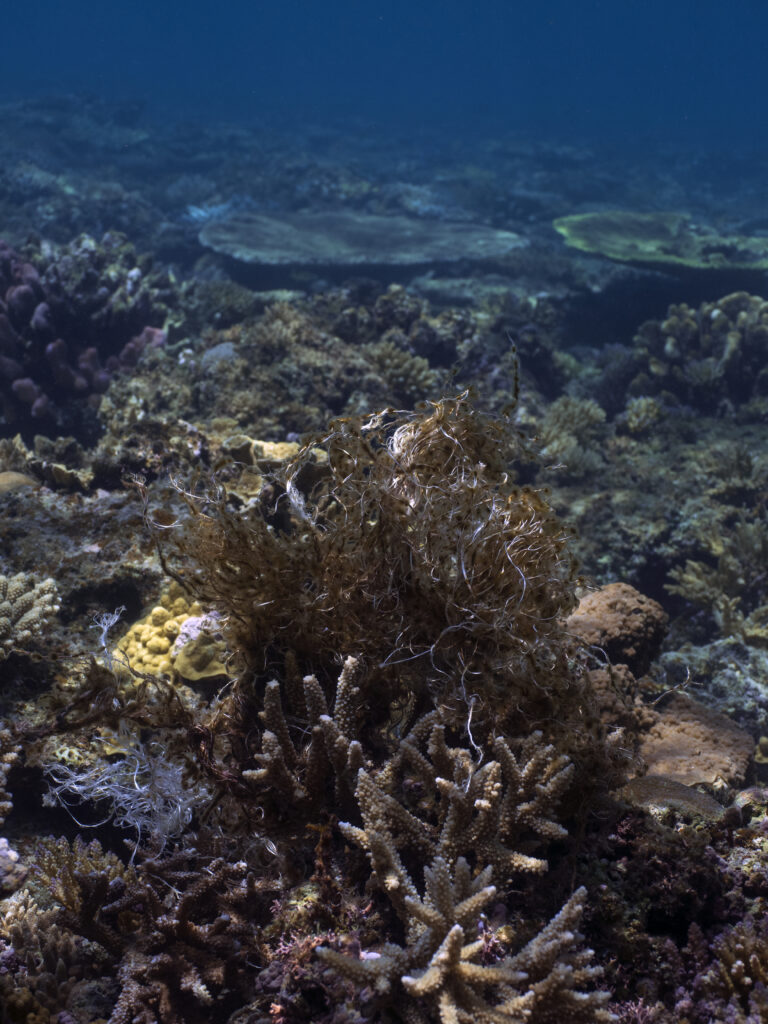 サンゴに絡まる漁網の残骸